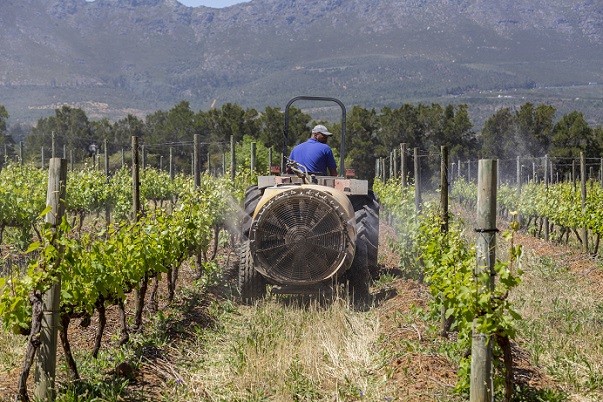 Working in vineyard
